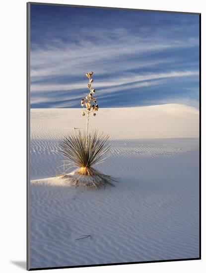 USA, New Mexico, White Sands National Monument, Sand Dune Patterns and Yucca Plants-Terry Eggers-Mounted Photographic Print