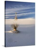 USA, New Mexico, White Sands National Monument, Sand Dune Patterns and Yucca Plants-Terry Eggers-Stretched Canvas