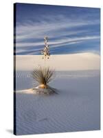 USA, New Mexico, White Sands National Monument, Sand Dune Patterns and Yucca Plants-Terry Eggers-Stretched Canvas