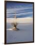 USA, New Mexico, White Sands National Monument, Sand Dune Patterns and Yucca Plants-Terry Eggers-Framed Photographic Print