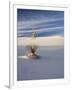 USA, New Mexico, White Sands National Monument, Sand Dune Patterns and Yucca Plants-Terry Eggers-Framed Photographic Print