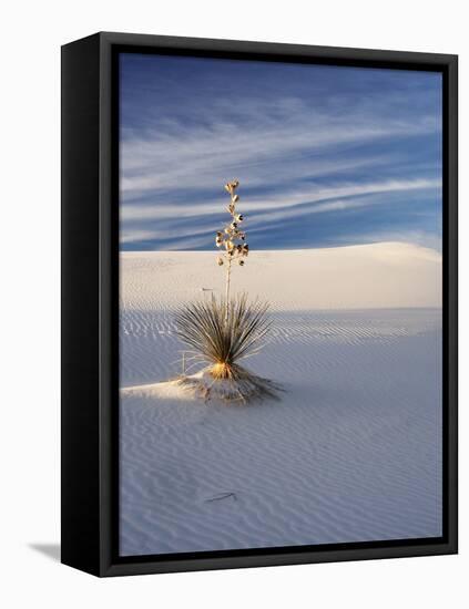 USA, New Mexico, White Sands National Monument, Sand Dune Patterns and Yucca Plants-Terry Eggers-Framed Stretched Canvas