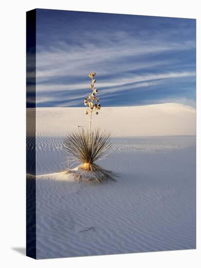 USA, New Mexico, White Sands National Monument, Sand Dune Patterns and Yucca Plants-Terry Eggers-Stretched Canvas