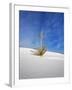 USA, New Mexico, White Sands National Monument, Sand Dune Patterns and Yucca Plants-Terry Eggers-Framed Photographic Print