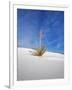 USA, New Mexico, White Sands National Monument, Sand Dune Patterns and Yucca Plants-Terry Eggers-Framed Photographic Print