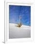 USA, New Mexico, White Sands National Monument, Sand Dune Patterns and Yucca Plants-Terry Eggers-Framed Photographic Print