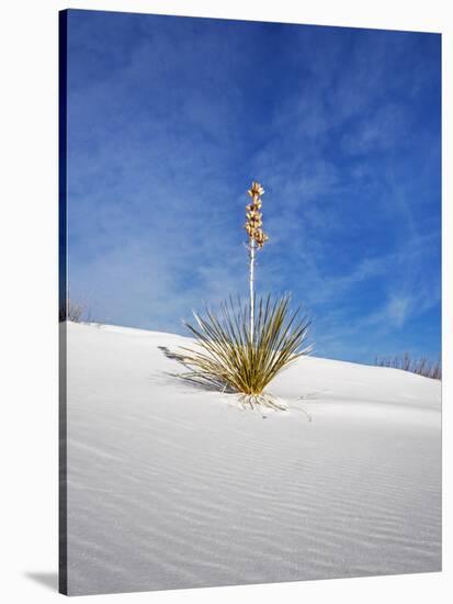 USA, New Mexico, White Sands National Monument, Sand Dune Patterns and Yucca Plants-Terry Eggers-Stretched Canvas