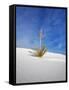 USA, New Mexico, White Sands National Monument, Sand Dune Patterns and Yucca Plants-Terry Eggers-Framed Stretched Canvas