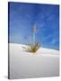 USA, New Mexico, White Sands National Monument, Sand Dune Patterns and Yucca Plants-Terry Eggers-Stretched Canvas