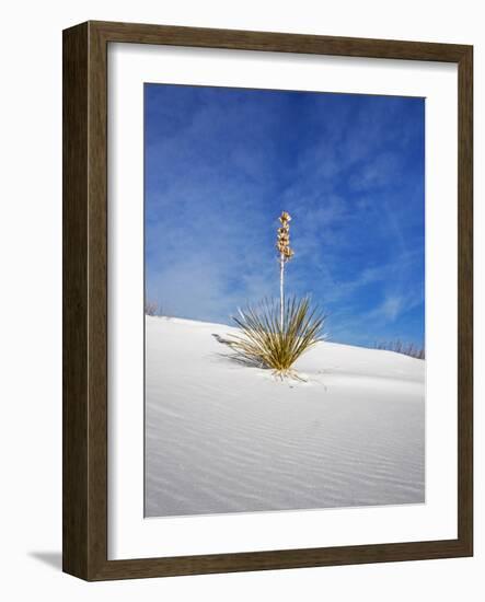 USA, New Mexico, White Sands National Monument, Sand Dune Patterns and Yucca Plants-Terry Eggers-Framed Photographic Print