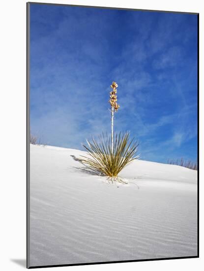 USA, New Mexico, White Sands National Monument, Sand Dune Patterns and Yucca Plants-Terry Eggers-Mounted Photographic Print