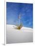 USA, New Mexico, White Sands National Monument, Sand Dune Patterns and Yucca Plants-Terry Eggers-Framed Photographic Print