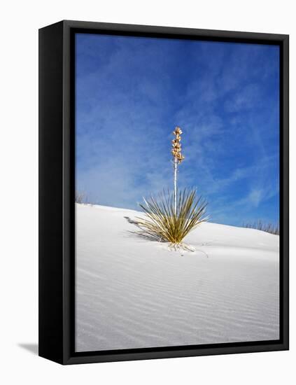 USA, New Mexico, White Sands National Monument, Sand Dune Patterns and Yucca Plants-Terry Eggers-Framed Stretched Canvas