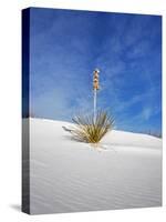 USA, New Mexico, White Sands National Monument, Sand Dune Patterns and Yucca Plants-Terry Eggers-Stretched Canvas