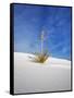 USA, New Mexico, White Sands National Monument, Sand Dune Patterns and Yucca Plants-Terry Eggers-Framed Stretched Canvas