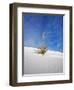 USA, New Mexico, White Sands National Monument, Sand Dune Patterns and Yucca Plants-Terry Eggers-Framed Photographic Print