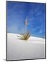 USA, New Mexico, White Sands National Monument, Sand Dune Patterns and Yucca Plants-Terry Eggers-Mounted Photographic Print