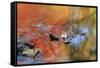 USA, New York, Adirondack Mountains. Autumn Reflections in Stream-Jaynes Gallery-Framed Stretched Canvas