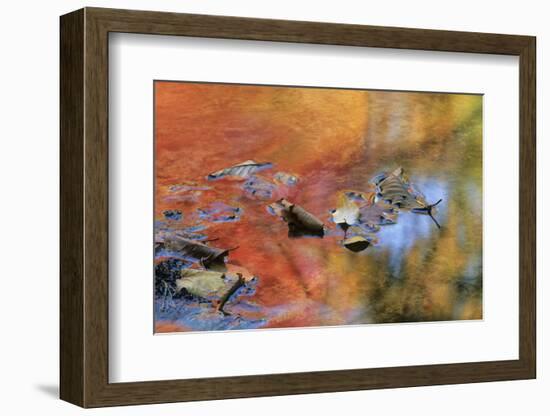 USA, New York, Adirondack Mountains. Autumn Reflections in Stream-Jaynes Gallery-Framed Photographic Print