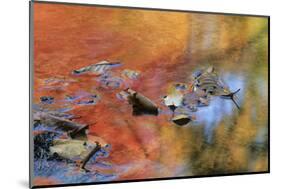 USA, New York, Adirondack Mountains. Autumn Reflections in Stream-Jaynes Gallery-Mounted Photographic Print