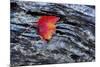 USA, New York, Adirondack Mountains. Leaf on Dark Rock-Jay O'brien-Mounted Photographic Print