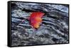 USA, New York, Adirondack Mountains. Leaf on Dark Rock-Jay O'brien-Framed Stretched Canvas