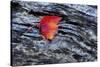 USA, New York, Adirondack Mountains. Leaf on Dark Rock-Jay O'brien-Stretched Canvas