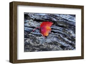 USA, New York, Adirondack Mountains. Leaf on Dark Rock-Jay O'brien-Framed Photographic Print