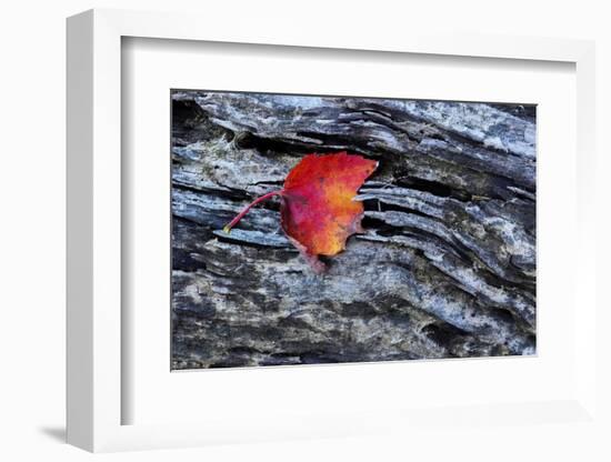 USA, New York, Adirondack Mountains. Leaf on Dark Rock-Jay O'brien-Framed Photographic Print