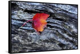 USA, New York, Adirondack Mountains. Leaf on Dark Rock-Jay O'brien-Framed Stretched Canvas