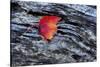 USA, New York, Adirondack Mountains. Leaf on Dark Rock-Jay O'brien-Stretched Canvas