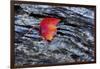 USA, New York, Adirondack Mountains. Leaf on Dark Rock-Jay O'brien-Framed Photographic Print