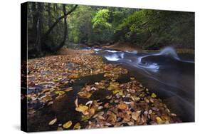 USA, New York, Adirondack Mountains. Leaves and Stream in Forest-Jaynes Gallery-Stretched Canvas