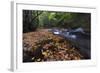 USA, New York, Adirondack Mountains. Leaves and Stream in Forest-Jaynes Gallery-Framed Photographic Print