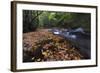 USA, New York, Adirondack Mountains. Leaves and Stream in Forest-Jaynes Gallery-Framed Photographic Print