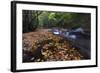 USA, New York, Adirondack Mountains. Leaves and Stream in Forest-Jaynes Gallery-Framed Photographic Print