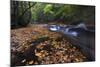 USA, New York, Adirondack Mountains. Leaves and Stream in Forest-Jaynes Gallery-Mounted Photographic Print