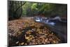 USA, New York, Adirondack Mountains. Leaves and Stream in Forest-Jaynes Gallery-Mounted Photographic Print