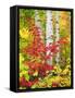 USA, New York, Adirondack Park, Autumn Colors of Birch and Maple Trees-Jaynes Gallery-Framed Stretched Canvas