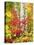 USA, New York, Adirondack Park, Autumn Colors of Birch and Maple Trees-Jaynes Gallery-Stretched Canvas