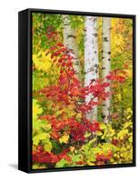 USA, New York, Adirondack Park, Autumn Colors of Birch and Maple Trees-Jaynes Gallery-Framed Stretched Canvas