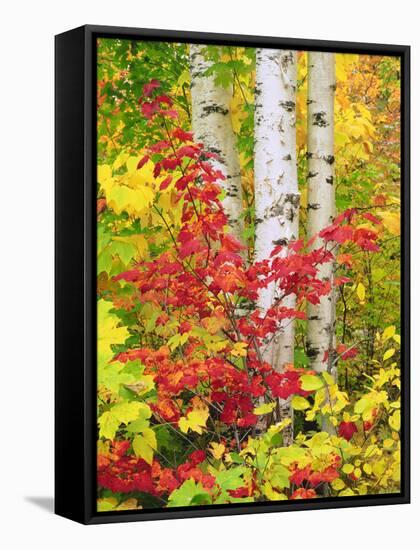 USA, New York, Adirondack Park, Autumn Colors of Birch and Maple Trees-Jaynes Gallery-Framed Stretched Canvas