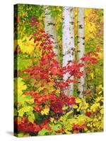 USA, New York, Adirondack Park, Autumn Colors of Birch and Maple Trees-Jaynes Gallery-Stretched Canvas