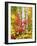 USA, New York, Adirondack Park, Autumn Colors of Birch and Maple Trees-Jaynes Gallery-Framed Photographic Print