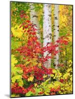 USA, New York, Adirondack Park, Autumn Colors of Birch and Maple Trees-Jaynes Gallery-Mounted Photographic Print