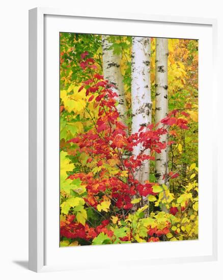 USA, New York, Adirondack Park, Autumn Colors of Birch and Maple Trees-Jaynes Gallery-Framed Photographic Print