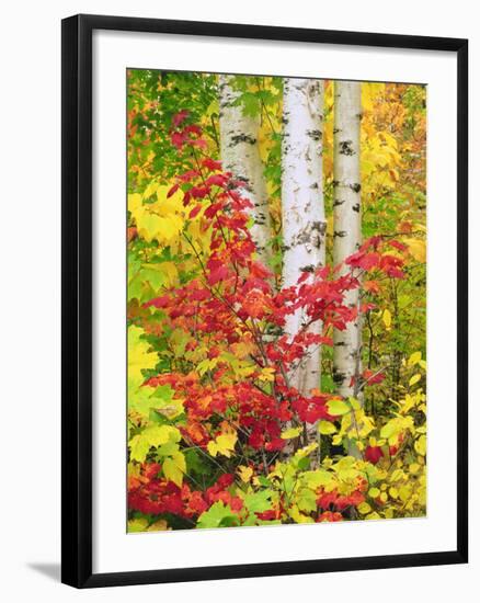 USA, New York, Adirondack Park, Autumn Colors of Birch and Maple Trees-Jaynes Gallery-Framed Photographic Print