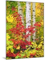 USA, New York, Adirondack Park, Autumn Colors of Birch and Maple Trees-Jaynes Gallery-Mounted Photographic Print