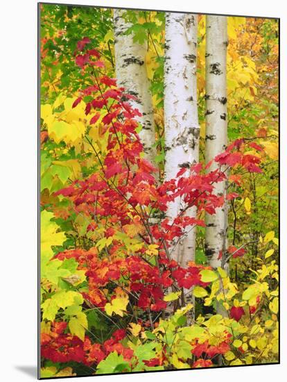 USA, New York, Adirondack Park, Autumn Colors of Birch and Maple Trees-Jaynes Gallery-Mounted Photographic Print