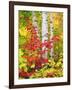 USA, New York, Adirondack Park, Autumn Colors of Birch and Maple Trees-Jaynes Gallery-Framed Photographic Print